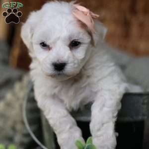 Tiny-Holly, Bichon Frise Puppy